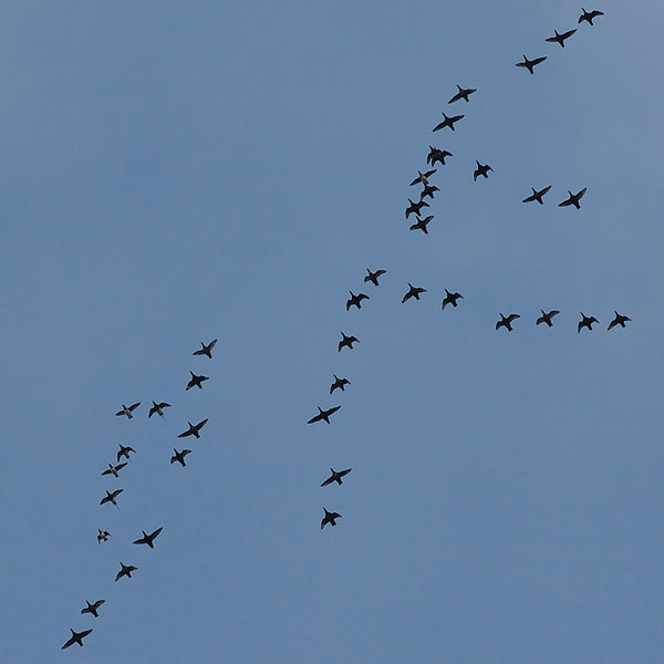 Mustalintu, Common Scoter, Melanitta nigra